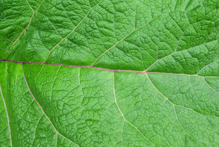 Green leaf burdock with water drops as natural background. Selective focus.の写真素材