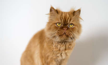 Fluffy and sleepy red cat. Selective focus on eyes.の写真素材
