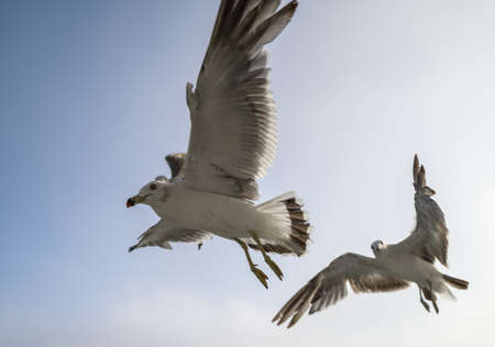 Flying seagulls over blue sky.の写真素材