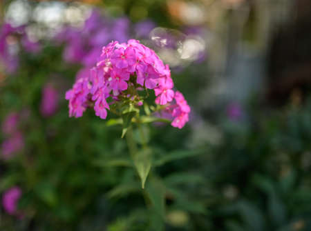 Flowers of Primula Farinosa, close-up. Shallow depth of field.の写真素材