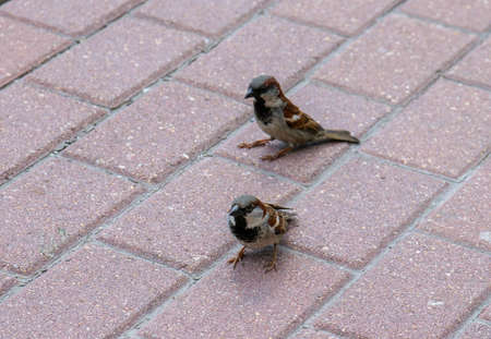 Sparrows in the street. Selective focus.の写真素材
