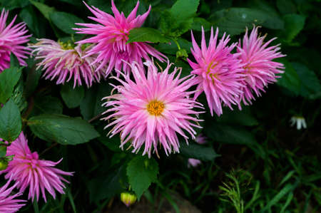 Pink flowers in the garden. Selective focus with shallow depth of field.の写真素材