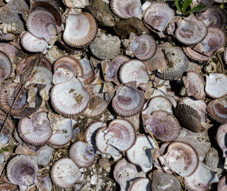 Many empty scallop shells on the beach.の写真素材