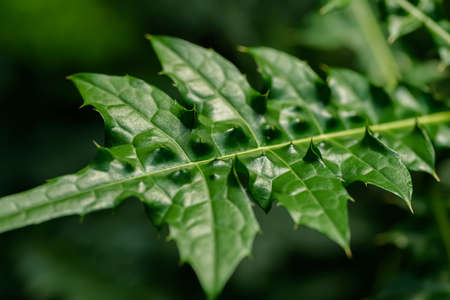 Green leaves of acanthus montanus. Selective focus with shallow depth of field.の写真素材