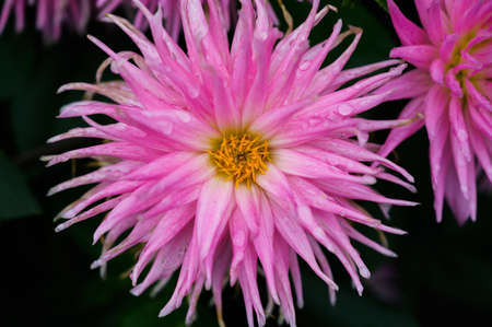 Pink flowers in the garden. Selective focus with shallow depth of field.の写真素材