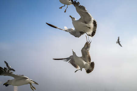 Flying seagulls over blue sky.の写真素材
