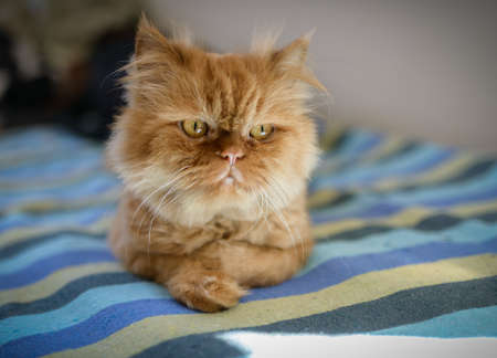 Fluffy and sleepy red cat. Selective focus on eyes.の写真素材