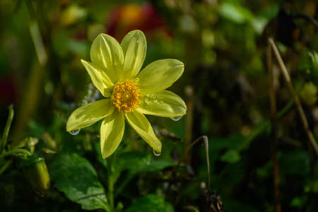 Cosmos flower at autumn. Selective focus with shallow depth of field.の写真素材