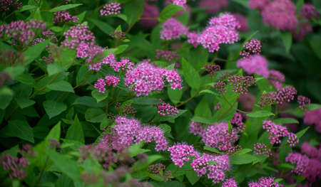 Beautiful pink flowers of Japanese meadowsweet at sunny day.の写真素材