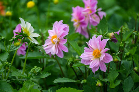 Cosmos flowers. Selective focus with shallow depth of field.の写真素材