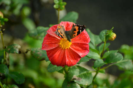 Closeup Monarch Butterfly feeding on red Cosmos Flower.