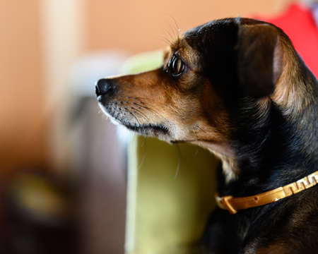 Miniature pinscher puppy at home. Selective focus.