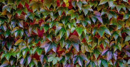 Abstract nature background - colorful leaves.