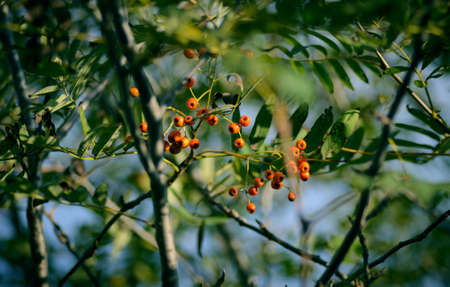 Rowan berries at the tree. Selective focus.