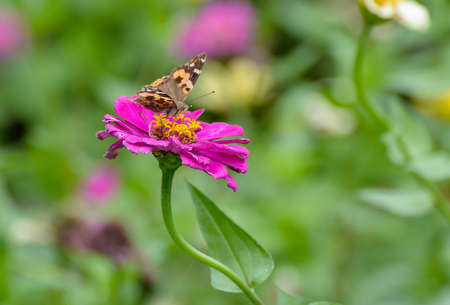 Closeup Monarch Butterfly feeding on flower.の写真素材