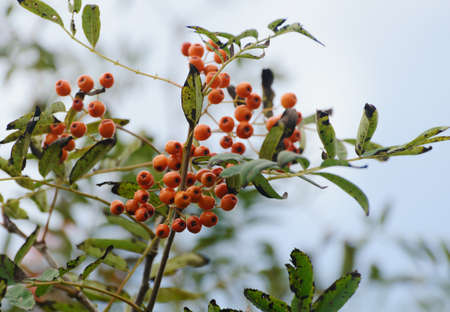 Rowan berries at the tree. Selective focus.