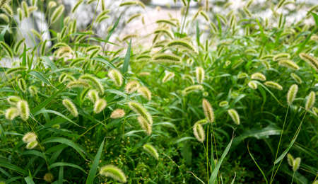 Fresh green grass as background. Selective focus with shallow depth of field.