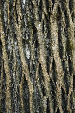Tree bark texture closeup. Selective focus.