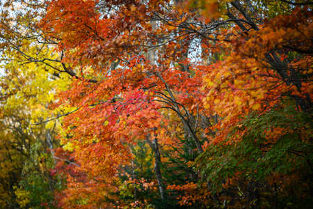 Autumn in forest - maple leaves in sunlight.