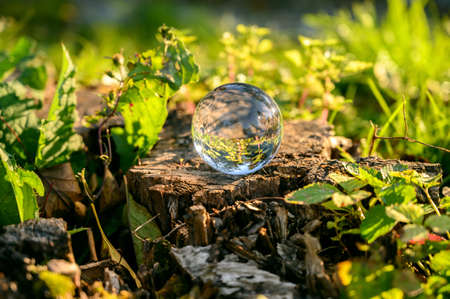 Lensball laying on the tree stump with autumn forest in the background.の写真素材