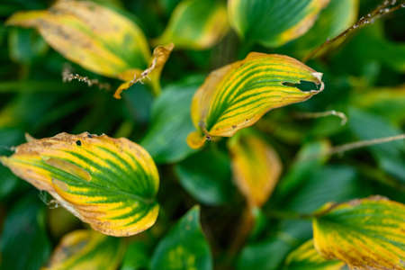 Leaves of hosta plant in autumn season. Selective focus.の写真素材