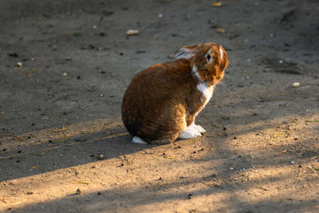 Fluffy domestic rabbit on the ground for a walk.