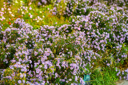 Withered flowers in the garden. Shallow depth of field.の写真素材