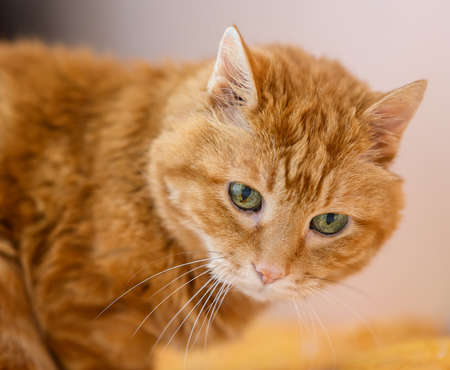 Lovely red cat closed his eyes and sleeping.の写真素材
