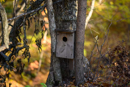 Bird feeder in the autumn forest.