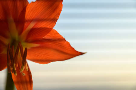Red lily. Natural light. Selective focus.の写真素材