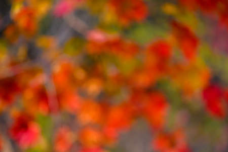 In the autumn forest. Abstract circular bokeh background.