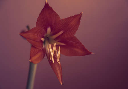 Red lily. Natural light. Selective focus.の写真素材