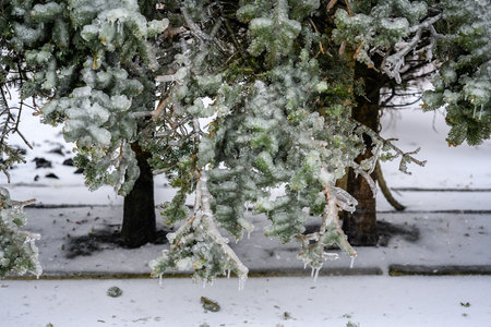Trees are covered with a crust of ice after icy rain. Natural disaster.の写真素材