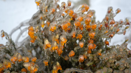 Flowers are covered with a crust of ice after icy rain. Natural disaster.の写真素材