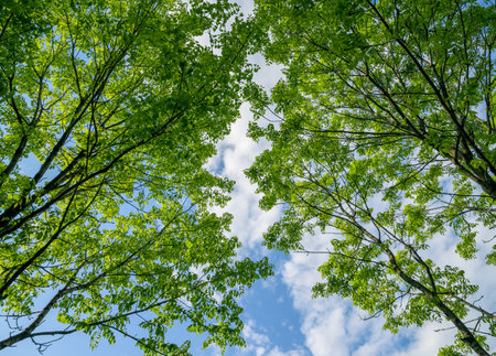 In summer forest. Natural background.の写真素材