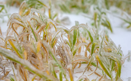 Grass are covered with a crust of ice after icy rain. Natural disaster.の写真素材