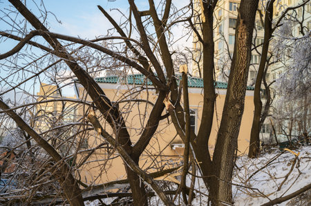 Broken tree trunk and branches after a freezing rain.の写真素材