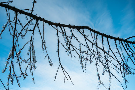 Trees are covered with a crust of ice after icy rain. Natural disaster.の写真素材