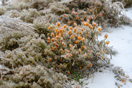 Flowers are covered with a crust of ice after icy rain. Natural disaster.の写真素材