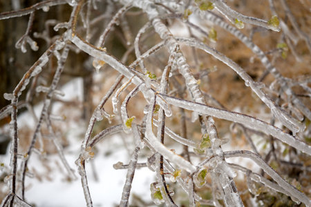 Trees are covered with a crust of ice after icy rain. Natural disaster.の写真素材