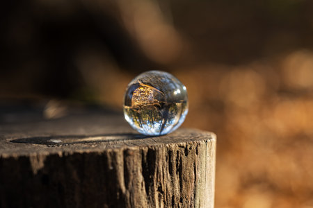 Lensball laying on the tree stump with autumn forest in the background.の写真素材