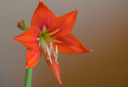Red lily. Natural light. Selective focus.の写真素材