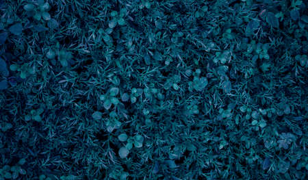 Fresh green leaves as background. Selective focus with shallow depth of field.の写真素材