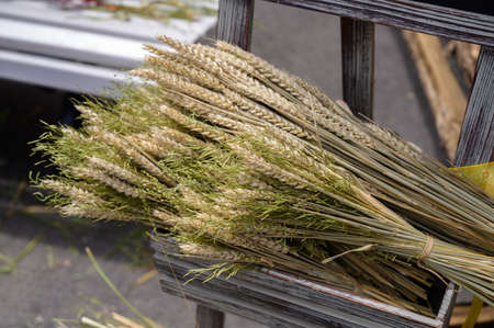Ears of grain. Sekectuve focus.
