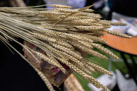 Ears of grain. Sekectuve focus.