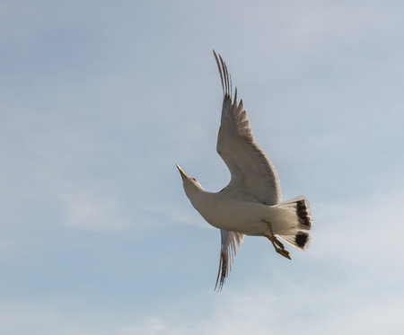 Flying seagull in the light blue sky.の写真素材