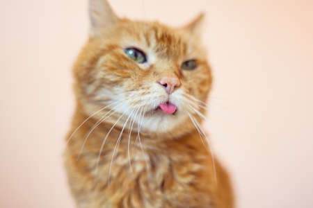Lovely old cat looking somewhere and showing its tongue. selective soft focus.の写真素材