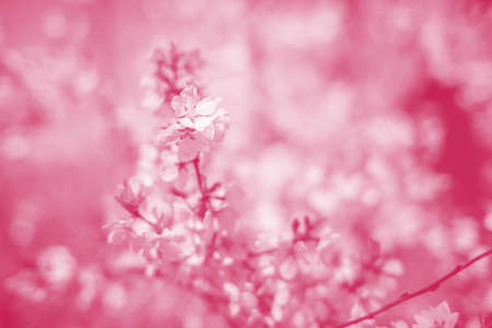 cherry blossoms. selective focus. color tone.の写真素材