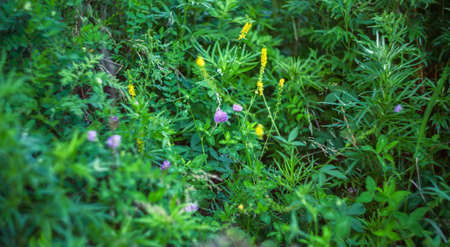 Pink flower clover. selective focus. Shallow depth of field.の写真素材