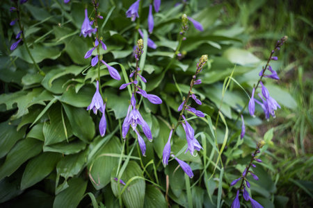 Fresh green plant (Hosta) flowering. selective focus.の写真素材